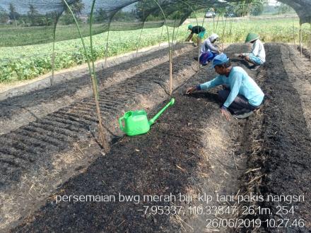 PERSEMAIAN BAWANG MERAH BIJI DI KELOMPOK TANI PAKIS DUSUN NANGSRI